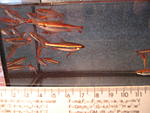 IMG 0668