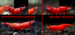 Bloody Mary VS Red Fire, 
: http://www.rendo-shrimp.de