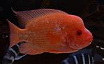 DSC 0239
