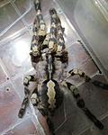 Poecilotheria regalis L9