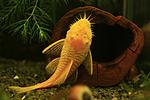 Albino