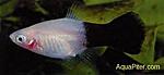 Panda Platy3