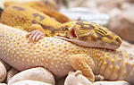 IMG 6629sm
