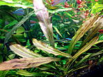 Echinodorus Tanzende Feuerfeder