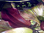 Echinodorus Frans Stoffels