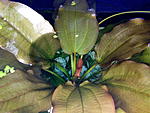 Echinodorus Kleiner Bar