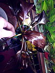 Echinodorus Regine Hildebrandt