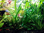Echinodorus Viridis & Echinodorus uruguayensis