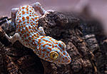 IMG 7299sm