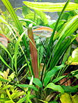 Echinodorus Viridis