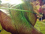 Echinodorus Frans Stoffels 1