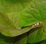 DSC 0009