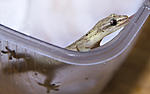 IMG 7048sm