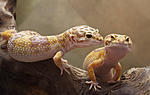 IMG 6628sm