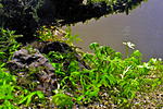 DSC 0099