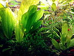 Echinodorus Ozelot Gold