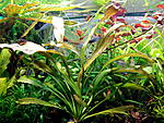 Echinodorus Tanzende Feuerfeder