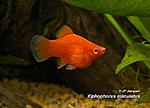 Xiphophorus maculatus Corail F 05 800