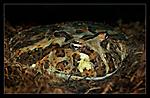   (Ceratophrys ornata)