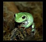   (Litoria caerulea)