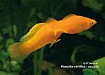 Poecilia velifera Orange C 02 800