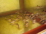 IMG 0001