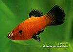 Xiphophorus maculatus WagRougeNoir M 1
