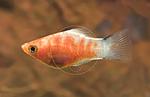FSWFT1471 Xiphophorus maculatus'Bleedingheart'