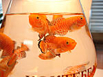 Nothobranchius rachovii