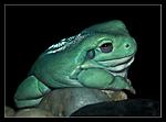  (Litoria caerulea)