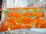 salfin orange