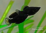 Poecilia velifera Bal Noir C 01 800