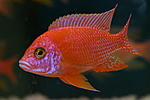 Aul. sp. Orchidea Red   Aul. sp. Dragon Blood
