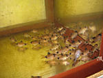 IMG 0004