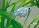 Poecilia velifera Bal Blanc F 03