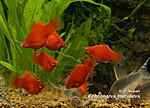 Xiphophorus maculatus Corail G 02 800