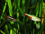 Aphyocharax rathbuni