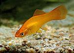 Xiphophorus helleri OrangeClair F 04