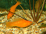 testlatipinnate7