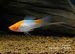 Xiphophorus helleri Orange blanc M 02 800