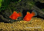 Xiphophorus maculatus Corail C 01 800