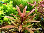 Pogostemon sp. Kimberley