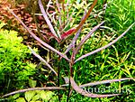 Hygrophila Lancea. 1