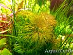 Limnophila Brown.