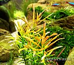 Rotala Araguaia Red Cross
