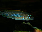 Neolamprologus caudopunctatus
