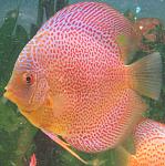 78455b10dccb8fe879baf1e813c6090d 126438