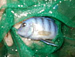 P9050186
