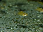 Neolamprologus caudopunctatus