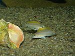 Neolamprologus caudopunctatus